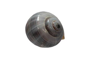 Géant escargot pomme de Floride (Pomacea paludosa) | Rare, Collections
