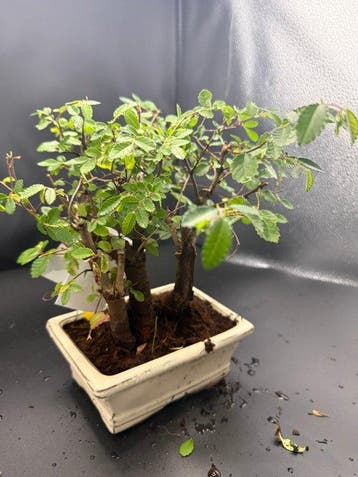 Japanese iep bonsai (Zelkova) - Hoogte (boom): 20 cm -