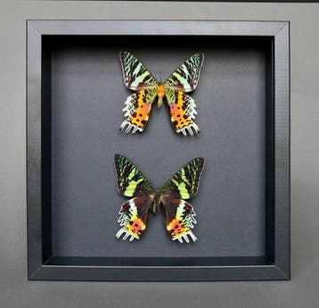 Vlinder Taxidermie volledige montage - Urania ripheus - 23, Verzamelen, Nieuw