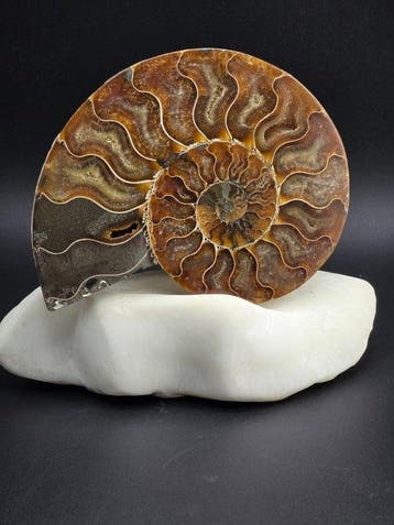Ammonite - Animal fossilisé - Aioloceras (Cleoniceras) sp.