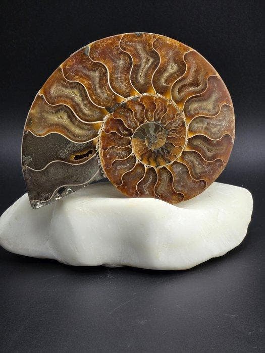 Ammonite - Animal fossilisé - Aioloceras (Cleoniceras) sp., Verzamelen, Mineralen en Fossielen