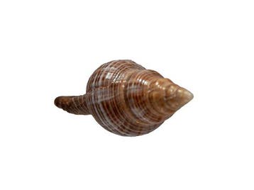 Zeldzame Mandarin-sifonslak (Penion mandarinus) | Exclusief