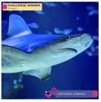 Viktoria Farkas - Silent Predator - Shark portrait