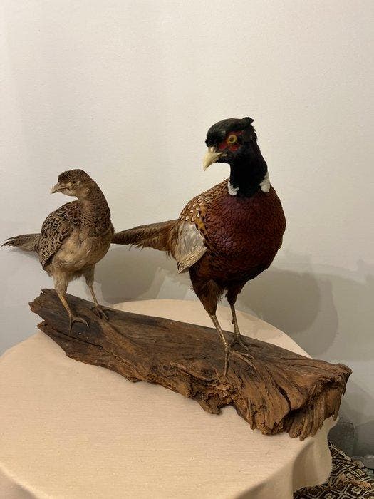 Fazant Taxidermie volledige montage - Phasianus colchicus -, Verzamelen, Dierenverzamelingen