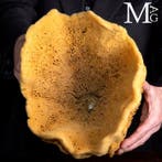 Natuurlijke sponzen uit de Middellandse Zee - Taxidermie, Nieuw
