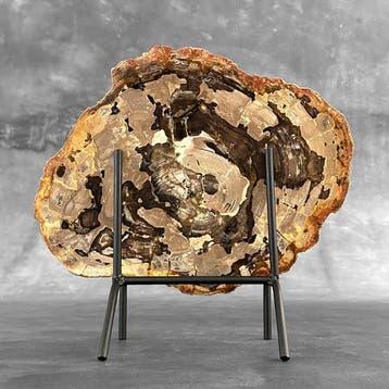 Prachtige schijf versteend hout op een op maat gemaakte