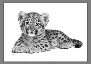 Schu - Snow Leopard Cub