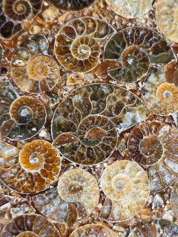 Ammoniet - Gefossiliseerd dier - Aioloceras (Cleoniceras)