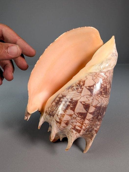 Nobelvolute zeeslak schelp Zeeschelp - Cymbiola nobilis, Verzamelen, Dierenverzamelingen