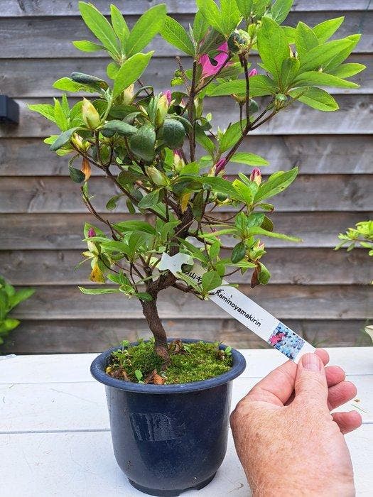 ‘Kaminoyamakirin’ Satsuki Azalea bonsai - Hoogte (boom): 25, Antiek en Kunst, Curiosa en Brocante
