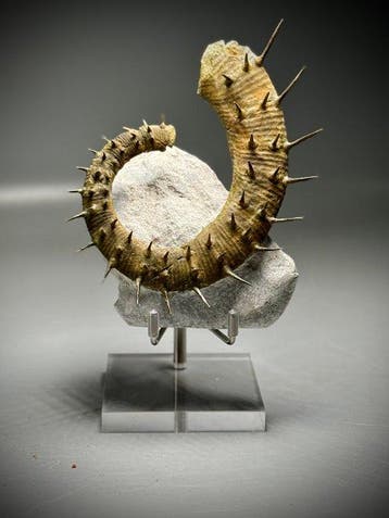 Stekelige heteromorfe ammonieten op matrix - Gefossiliseerd