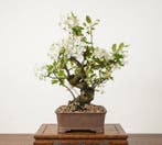 Bonsai Appel (Malus) - Hoogte (boom): 37 cm - Diepte (boom):