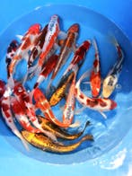 Hirasawa Marusei 24-28cm (Japanse Koi), Ophalen of Verzenden