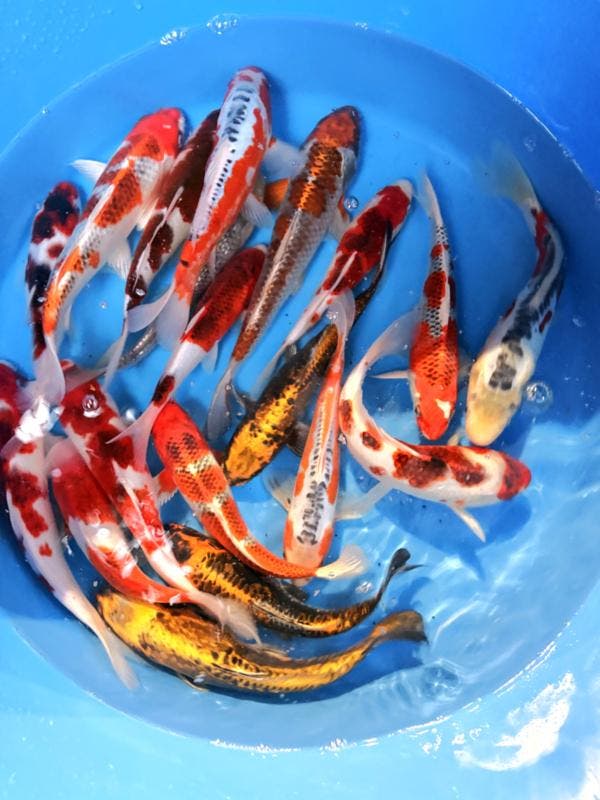 Hirasawa Marusei 24-28cm (Japanse Koi), Jardin & Terrasse, Étangs, Enlèvement ou Envoi