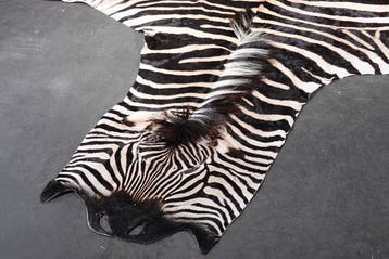 Peau de zèbre des plaines avec tête Ramure de cervidés -, Collections, Collections Animaux