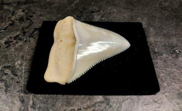 enorme tand van een grote witte haai Taxidermie volledige, Nieuw