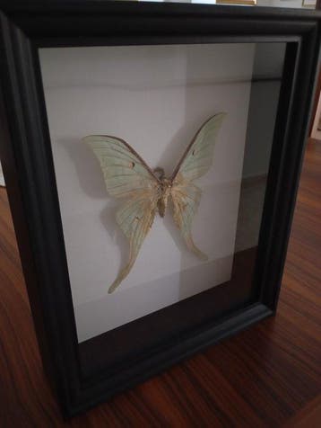 Mot maan Taxidermie volledige montage - Falena luna (Actias