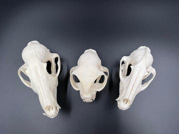 Renard, chat, chien-loutre Crâne de mammifère - Vulpes, Nieuw