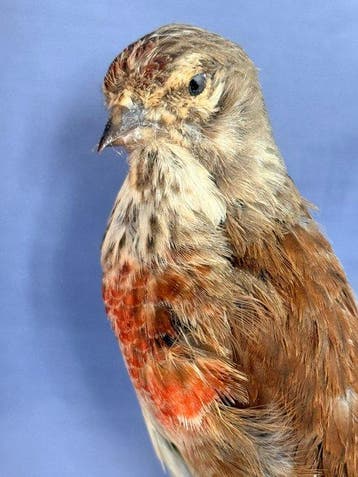 Fanello Support de corps entier pour taxidermie - Linaria, Nieuw