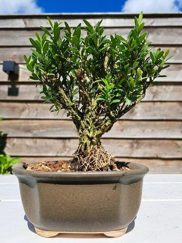 Buxus Harlandii bonsai in bonsaischaal - Hoogte (boom): 14