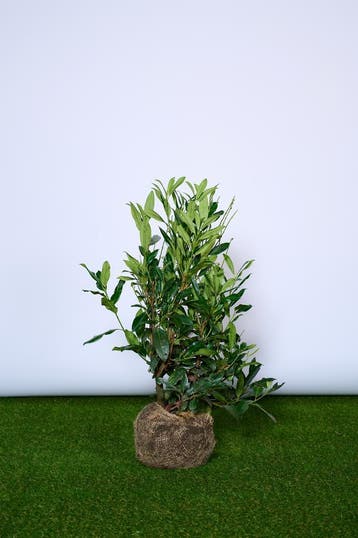 Laurier - Prunus Herbergii - Haagplanten 60 t/m 200cm, Jardin & Terrasse, Plantes | Arbustes & Haies, Ophalen of Verzenden