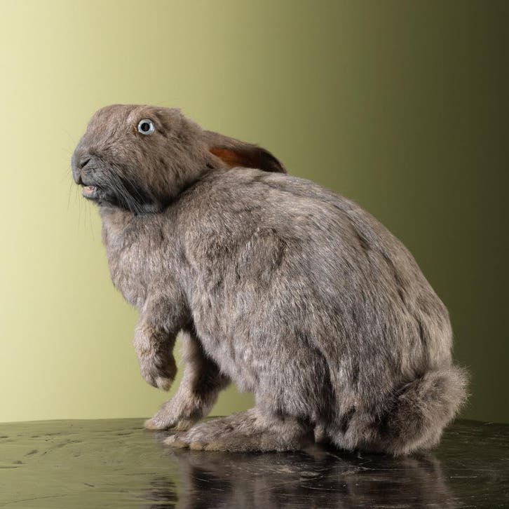 Konijn Taxidermie Opgezette Dieren By Max, Verzamelen, Dierenverzamelingen, Opgezet dier, Nieuw, Wild dier, Ophalen of Verzenden