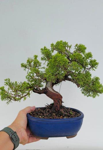 Jeneverbes bonsai (Juniperus) - Hoogte (boom): 25 cm -