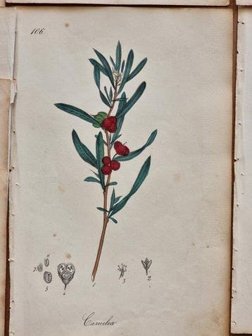 Felice Cassone (1815/ 1854) - Lot. of 18 sheets Flora
