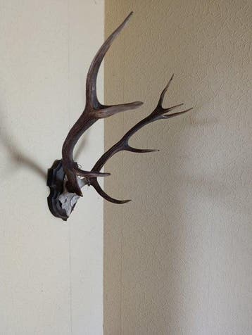 Hert Schedel met gewei - Cervus elaphus - 70 cm - 75 cm - 50