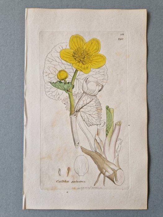 Lot with 24 plates from Sowerbys English Botany or Coloured, Antiek en Kunst, Antiek | Boeken en Manuscripten