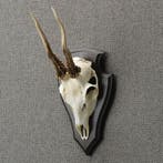 Reebok Schedel Taxidermie Opgezette Dieren By Max, Ophalen of Verzenden, Nieuw, Wild dier, Opgezet dier
