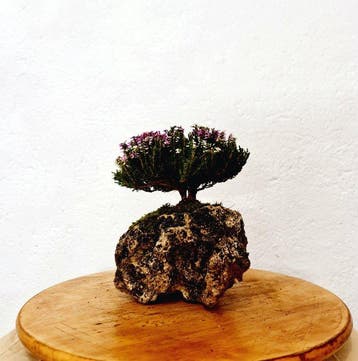 Brezo - Hoogte (boom): 12 cm - Diepte (boom): 15 cm - Spanje