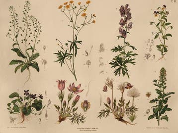 Anton Hartinger - Tavola Botanica Murale Illustrata Antica -