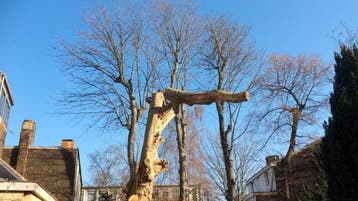 Abattage arbre, Garantie