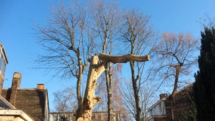 Abattage arbre, Diensten en Vakmensen, Tuinmannen en Stratenmakers, Garantie