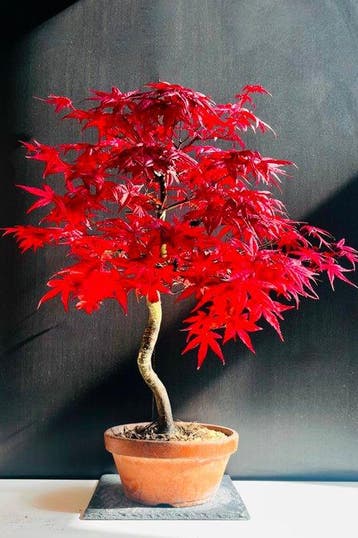 Japanese maple bonsai (Acer palmatum) - Hoogte (boom): 68 cm