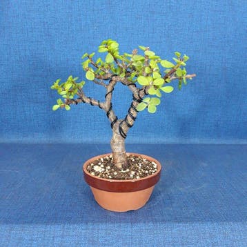 Jade bonsai (Crassula/Portulacaria) - Hauteur (arbre) : 19