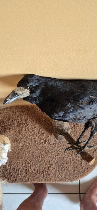 Mantelraaf - Taxidermie wandmontage - Corvus frugilegus -