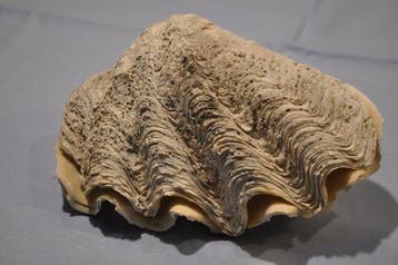 Grote Natuurlijke Schelp Zeeschelp - TRIDACNA CROCEA (Zonder