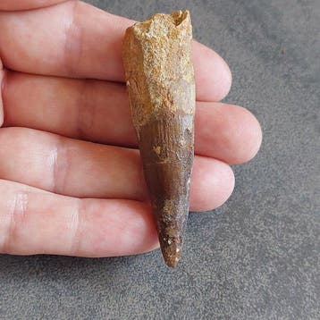 Dinosaurus - Fossiele tand - Spinosaurus aegyptiacus - 65 mm
