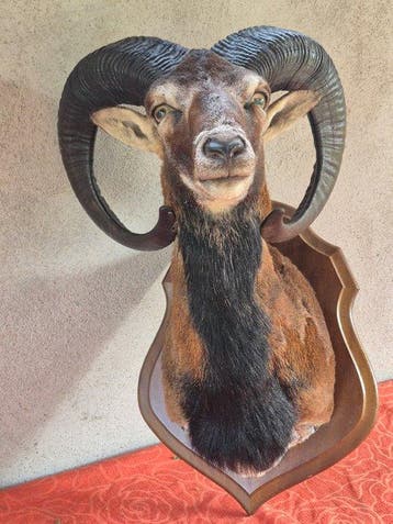 Corsicaanse muflon Taxidermie volledige montage - Ovis aries, Nieuw