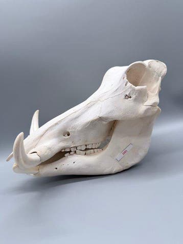 Wrattenzwijn Schedel - Phacochoerus africanus - 20 cm - 22