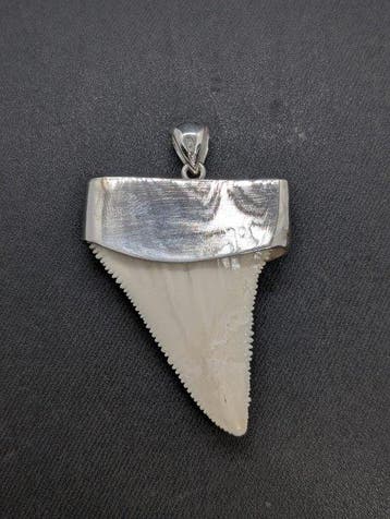 Witte haai Tand - Carcharodon carcharias - 54.5 mm - 48 mm -