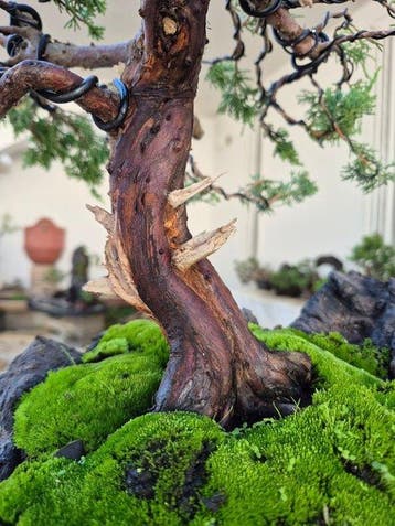 Bonsaï de Juniper Itoigawa sur pierre - Pièce de collection