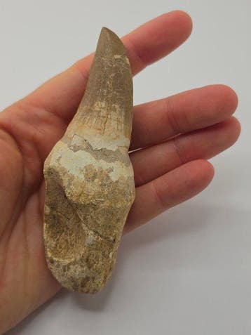 Mosasaurus - Fossiele tand - 10 cm (Zonder minimumprijs)