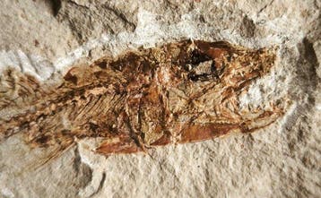 Gefossiliseerd dier - Eurypholis boissieri - 113 mm - 65 mm