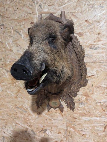 Sanglier Support mural pour taxidermie - Sus scrofa - 84 cm