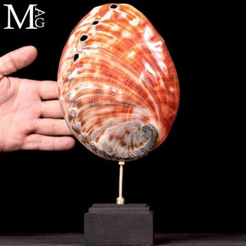 Natuurlijke Rode Parelmoer Collectie Schelp Haliotis, Verzamelen