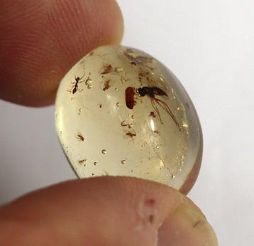 Copal - Ambre - Insects ready for a ring or pendant -, Verzamelen