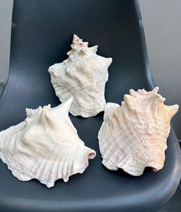 Zeeslak Zeeschelp - 3 grand Chicoreus ramosus (Zonder